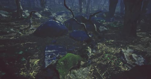 Mysterious Twilight Forest with Shadows and Ancient Rocks Creating Intrigue