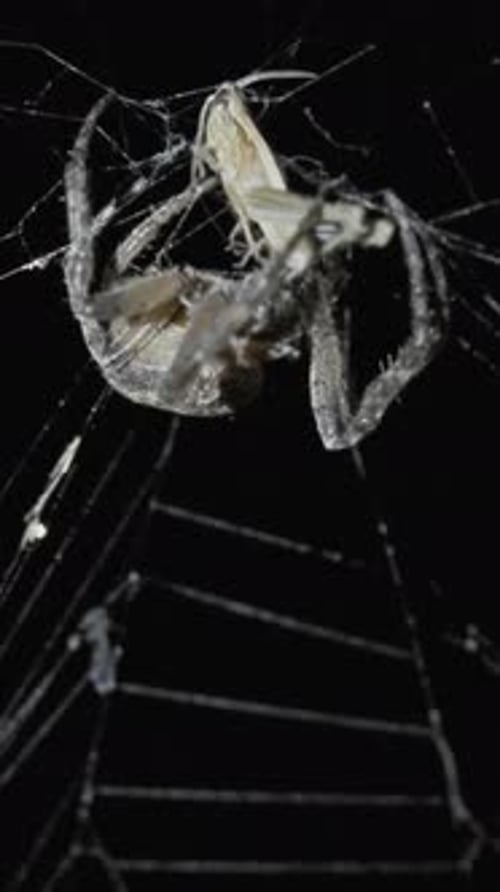Spider hunt on web at night