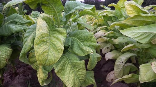 Tobacco growing in a field in southern Orange County, North Carolina