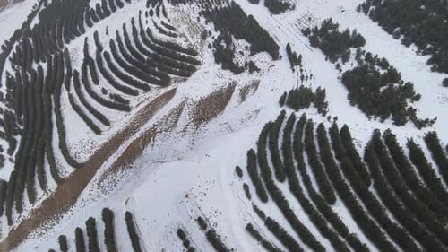 Aerial View of Trees on Snowy Mountain in Winter