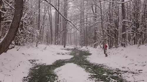 Schneewald