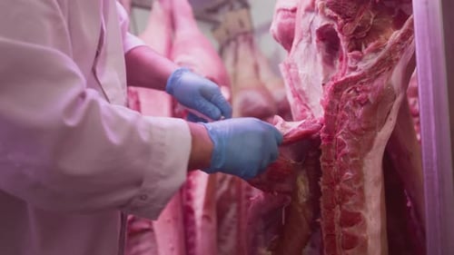 Butcher cuts section of raw beef in workplace