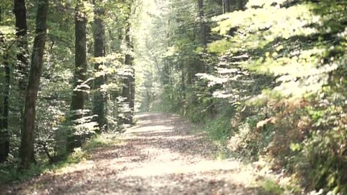 Walking point of view in a path, in a forest during golden hour