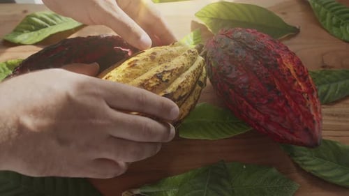 Fruta de cacau fresca com feijão e folhas de cacau em uma mesa de madeira.