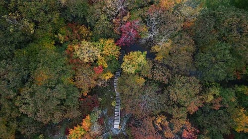 Fall Foliage In Orange Aerial View Of Dense Forest In Autumn