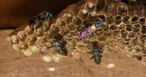 Paulistinha wasp (Polybia paulista). This species gained international prominence when scientists di