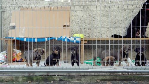 Puppies in Wire Cage at Animal Shelter