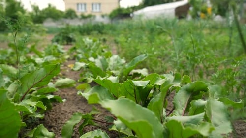 Beets Growing in the Garden Selective Focus