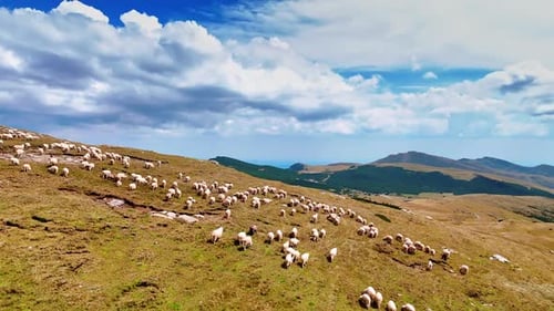 Livestock wandering by the green hill of the rock. Flock of sheep pasture in the mountains.