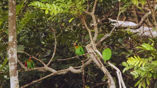 A cluster of Orange Cheeked Parrots perches together on a tree, enjoying the peaceful Peru Amazon ra