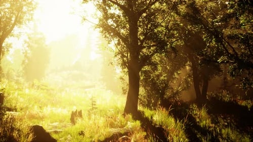 Sun Rising in a Forest with Fog