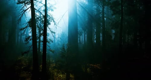 Lumière éthérée traversant une forêt dense à l'aube