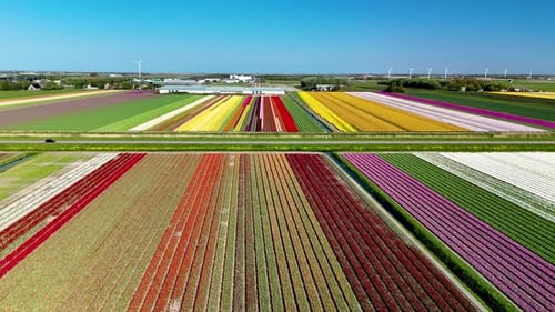 Explore Vibrant Tulip Fields in the Netherlands During Peak Bloom Season
