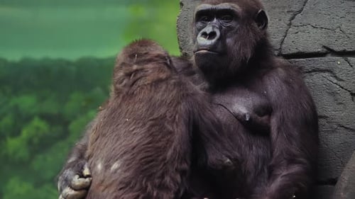 Mother Gorilla Cradling Young in Natural Habitat