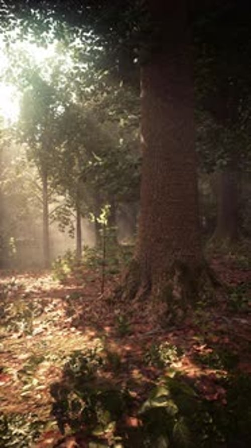Sunlight Filters Through Trees in a Tranquil Forest Scene at Dawn