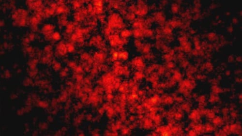 Abstract Fluid Fiery Red Particle Background Loop
