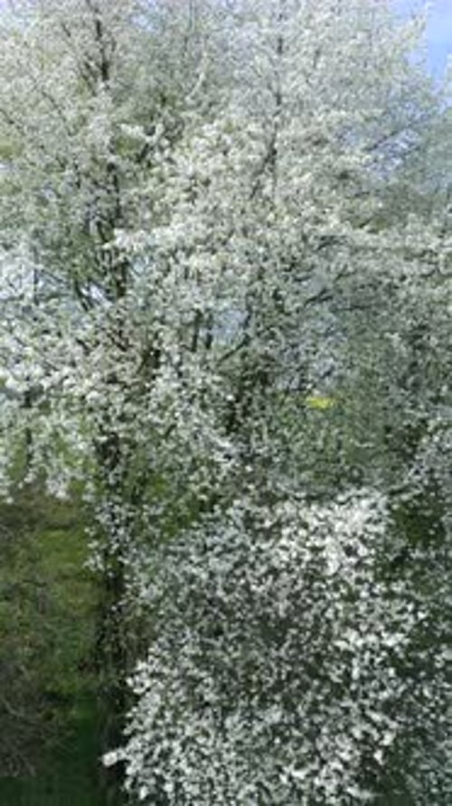 The Blooming Trees with White Flowers in Spring