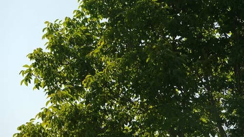 Leaves Rustling on Tree Branches Moving Slowly in the Wind The Camera Tilts Up