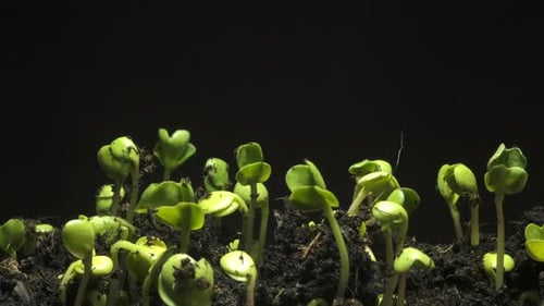 Small Sprouts Emerge from Dark Soil in Time-Lapse
