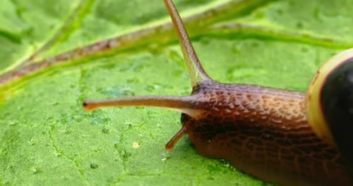 Closeup of a Snail Slowly Creeping