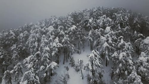 Snow-Covered Forest Aerial View in Winter