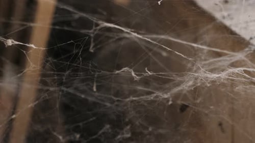 Closeup of a Lot of Cobwebs in an Old Abandoned Building Near the Windows