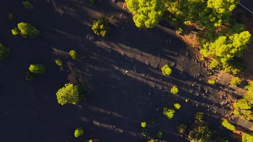Aerial View of a Road Crossing a Forest with Black Volcanic Ground and Green Trees at Sunset in La