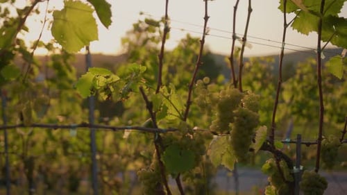Close Up Green Grape Vines in Vineyard at Sunrise Agriculture Landscape Plant Vineyard Farm Nature