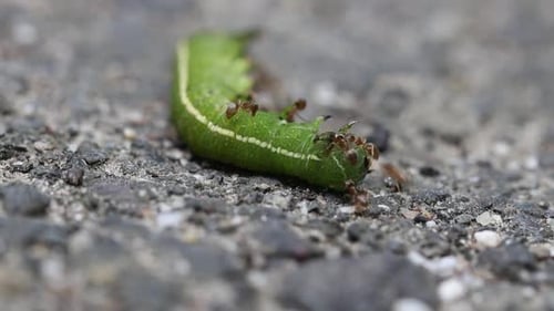 Ants covering a caterpillar and trying to pull it back to the nest.