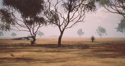 Arid Outback Landscape with Eucalyptus Trees and Dry Earth