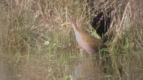 Slaty-breasted Rail Walking in Water Near Tall Grass