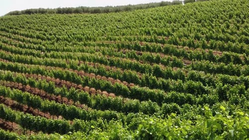 Rows Of Green Grapevines In Summer- Vineyard In Constantia, Cape Town, South Africa. - wide shot