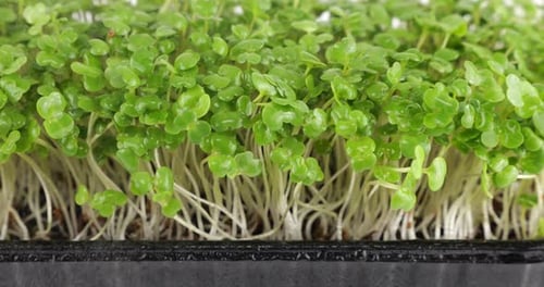 Watering Green Sprouts in a Container