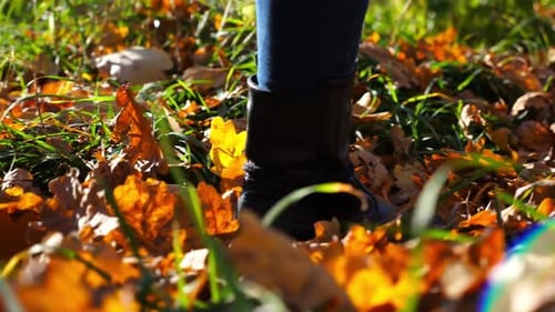 Close Up to Female Feet in Boots Going Along Trail on Fallen Dry Leaves Legs of Young Woman Stepping