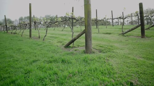 vue inclinée d'une vigne d'un domaine viticole