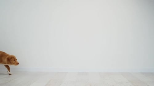 Toller Puppy Running to Side in Room