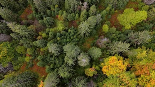 Top Down Aerial Drone View of the Autumn Forest with Colorful Trees Texture of the Green Pine and