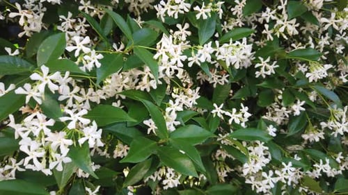 Blooming white flowers jasmine bush blowing with the wind, closeup shot