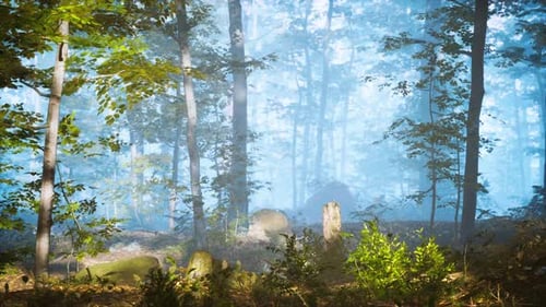 Panorama of Green Forest at Cold Foggy Morning