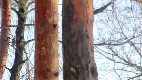 Forest Bird. Bird Knocking on Tree. Little Bird on Pine Tree. Autumn