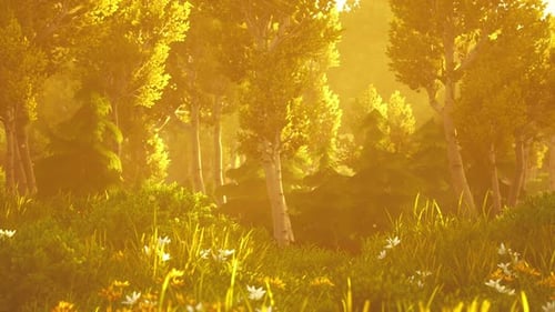 Cartoon Wooded Forest Trees Backlit By Golden Sunlight