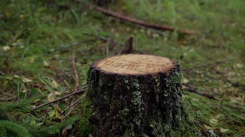 Baumstumpf frisch geschnitten, aufgenommen mit Sony FX3