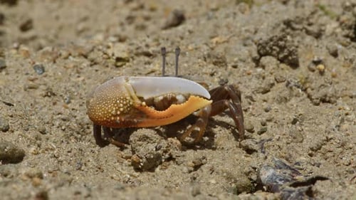 Fiddler Crab Walking on Sandy Beach