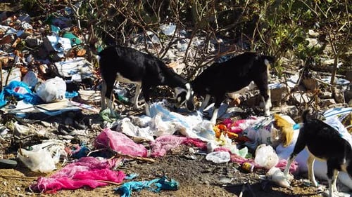 Goats scavenging in polluted rural environment