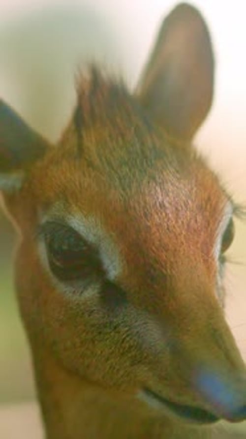 Tiny Kirk's Dik Dik Antelope Looking Around