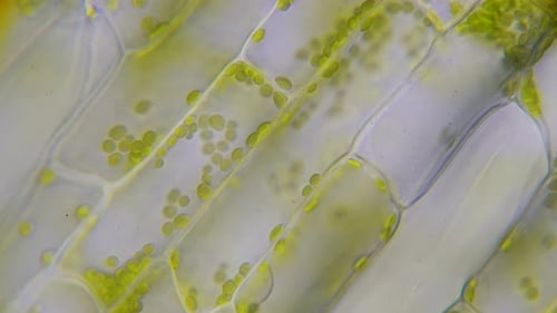 Unter dem Mikroskop beobachtete grüne Pflanzenzellen von Wasserkraut (Elodea) mit Strömen von Zellflüssigkeit und Organen