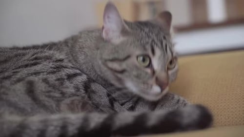 UGC Video of Lazy Cat Napping on Sofa