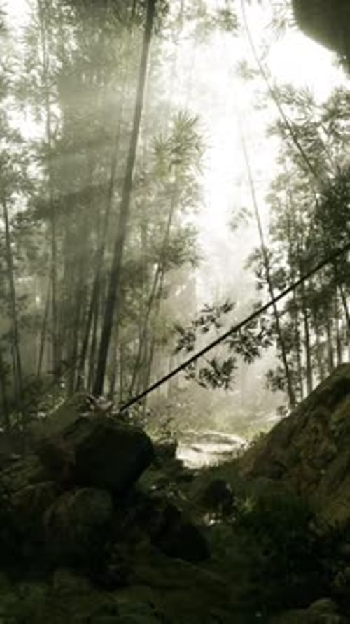 A Foggy Bamboo Grove in a Serene Forest
