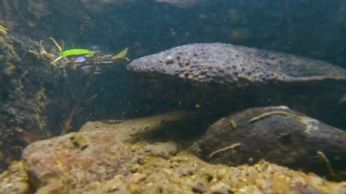 Japanese Giant Salamander underwater in River in Tottori Prefecture