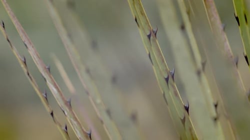 Penco, ancestral plant of the moor and forests,